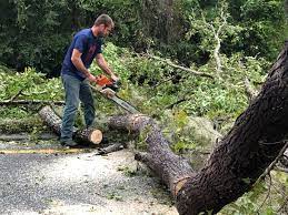 Reliable Benton, IL Tree Services Solutions