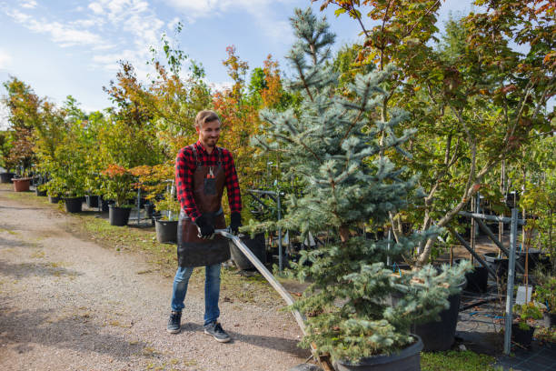 How Our Tree Care Process Works  in  Benton, IL